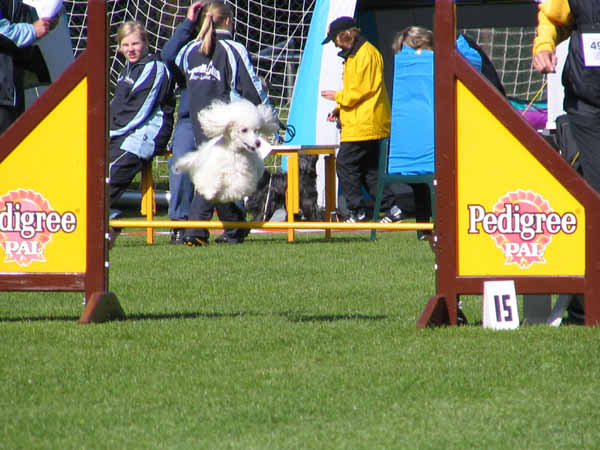 039-Aller-Leine_22_05_2004_Donna Hürde