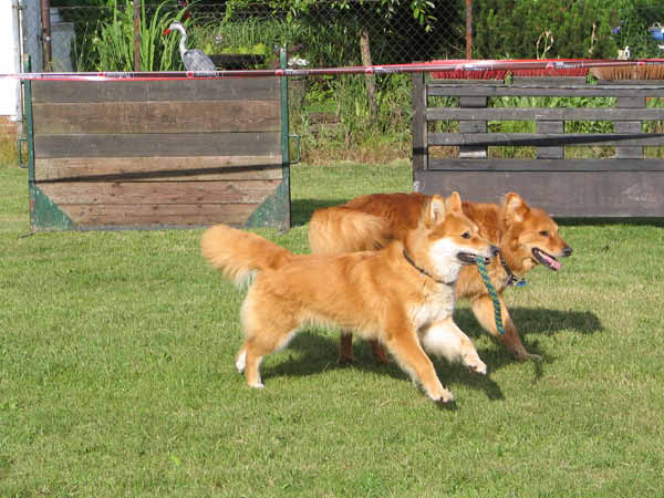 055-PHV Hannover12_06_2004_Ginger und Theo