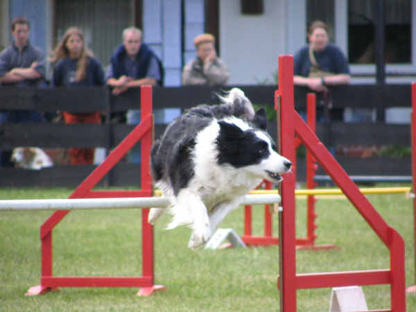 089-PHV Hannover13_06_2004_Queenly Hürde