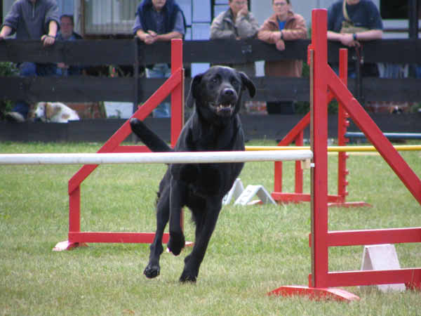 091-PHV Hannover13_06_2004_Balou Hürde-1