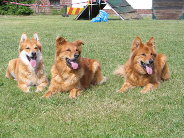 101-PHV Hannover13_06_2004_Ginger,Theo,Lucky-1